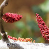 20 CAROB TREE Saint John's Bread Ceratonia Siliqua Evergreen Edible Fruit Pods Legume Flowering Ornamental Tree Seeds