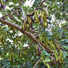 20 CAROB TREE Saint John's Bread Ceratonia Siliqua Evergreen Edible Fruit Pods Legume Flowering Ornamental Tree Seeds