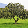 20 CAROB TREE Saint John's Bread Ceratonia Siliqua Evergreen Edible Fruit Pods Legume Flowering Ornamental Tree Seeds