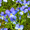 25 CORSICAN VIOLET Viola Corsica Blue Purple with Yellow Eye Shade or Sun Flower Seeds