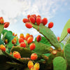 10 Orange PRICKLY PEAR CACTUS Nopal Indian Fig Opuntia Ficus-Indica Fruit Flower Seeds