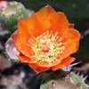 10 Orange PRICKLY PEAR CACTUS Nopal Indian Fig Opuntia Ficus-Indica Fruit Flower Seeds
