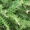 40 CONEHEAD THYME Thymus Capitatus syn. Thymbra Capitata Mediterranean aka Spanish Oregano Persian Hyssop Herb Purple Flower Seeds