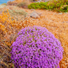 40 CONEHEAD THYME Thymus Capitatus syn. Thymbra Capitata Mediterranean aka Spanish Oregano Persian Hyssop Herb Purple Flower Seeds