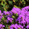 40 CONEHEAD THYME Thymus Capitatus syn. Thymbra Capitata Mediterranean aka Spanish Oregano Persian Hyssop Herb Purple Flower Seeds