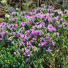 40 CONEHEAD THYME Thymus Capitatus syn. Thymbra Capitata Mediterranean aka Spanish Oregano Persian Hyssop Herb Purple Flower Seeds