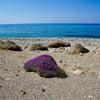 40 CONEHEAD THYME Thymus Capitatus syn. Thymbra Capitata Mediterranean aka Spanish Oregano Persian Hyssop Herb Purple Flower Seeds