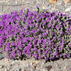 40 CONEHEAD THYME Thymus Capitatus syn. Thymbra Capitata Mediterranean aka Spanish Oregano Persian Hyssop Herb Purple Flower Seeds