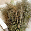 100 Organic BRONZE FENNEL Foeniculum Vulgare Purpureum Herb Bronze Foliage Yellow Flower Seeds