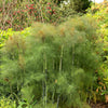 100 Organic BRONZE FENNEL Foeniculum Vulgare Purpureum Herb Bronze Foliage Yellow Flower Seeds