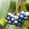 20 SILKY DOGWOOD Shrub Cornus Amomum syn. Coerulea Swida aka Kinnikinnik & Red Willow White Flower Silver Blue Berry Seeds