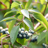 20 SILKY DOGWOOD Shrub Cornus Amomum syn. Coerulea Swida aka Kinnikinnik & Red Willow White Flower Silver Blue Berry Seeds