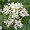 20 SILKY DOGWOOD Shrub Cornus Amomum syn. Coerulea Swida aka Kinnikinnik & Red Willow White Flower Silver Blue Berry Seeds