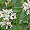20 SILKY DOGWOOD Shrub Cornus Amomum syn. Coerulea Swida aka Kinnikinnik & Red Willow White Flower Silver Blue Berry Seeds
