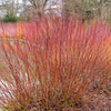 20 SILKY DOGWOOD Shrub Cornus Amomum syn. Coerulea Swida aka Kinnikinnik & Red Willow White Flower Silver Blue Berry Seeds