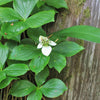 15 WESTERN BUNCHBERRY Alaskan Dogwood Canadian Cornus Unalaschkensis White Sun or Shade Groundcover Flower Edible Red Berry Herb Seeds