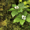 15 WESTERN BUNCHBERRY Alaskan Dogwood Canadian Cornus Unalaschkensis White Sun or Shade Groundcover Flower Edible Red Berry Herb Seeds