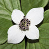 15 WESTERN BUNCHBERRY Alaskan Dogwood Canadian Cornus Unalaschkensis White Sun or Shade Groundcover Flower Edible Red Berry Herb Seeds