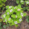 15 WESTERN BUNCHBERRY Alaskan Dogwood Canadian Cornus Unalaschkensis White Sun or Shade Groundcover Flower Edible Red Berry Herb Seeds