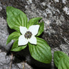 15 WESTERN BUNCHBERRY Alaskan Dogwood Canadian Cornus Unalaschkensis White Sun or Shade Groundcover Flower Edible Red Berry Herb Seeds