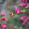 25 RED FLOWERING CURRANT Ribes Sanguineum aka Blood Currant Edible Fruit Blue Black Berries Shrub Seeds