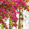 25 RED FLOWERING CURRANT Ribes Sanguineum aka Blood Currant Edible Fruit Blue Black Berries Shrub Seeds