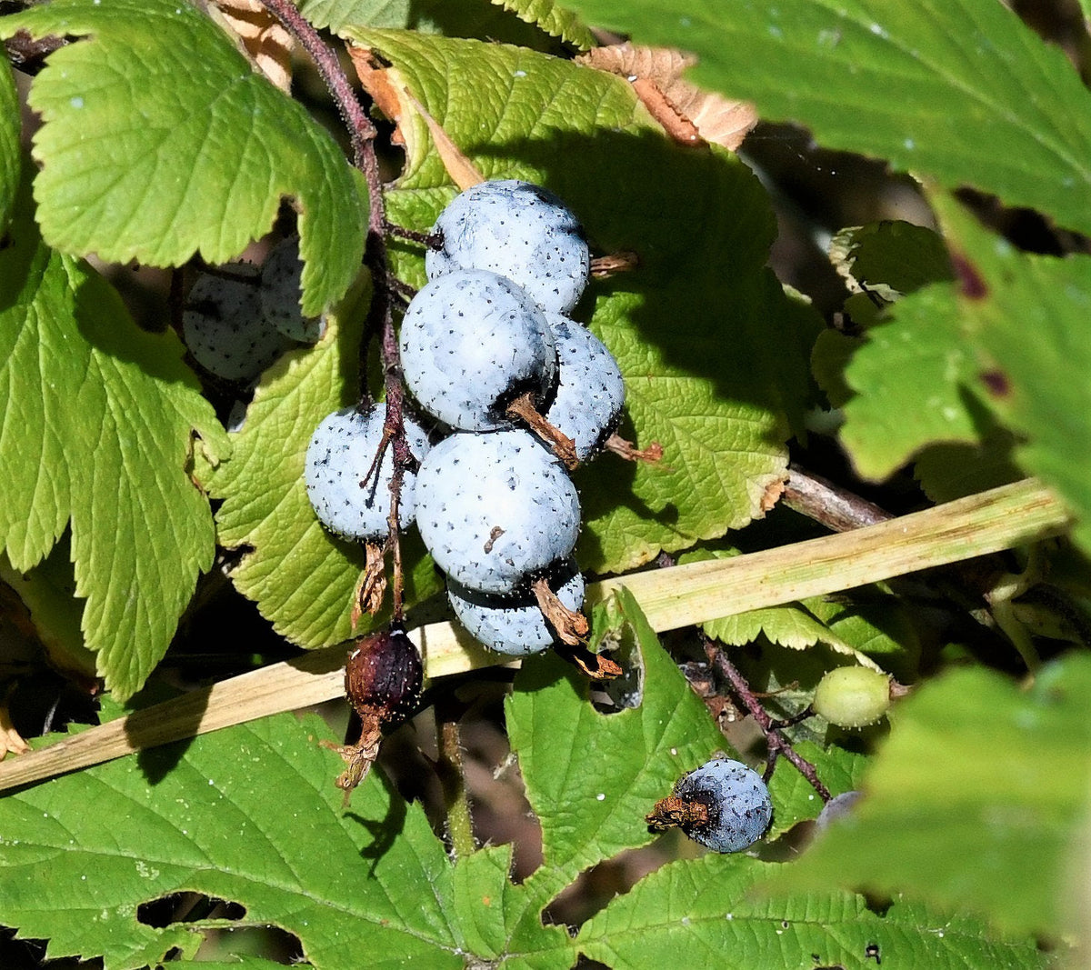 Red Flowering Currant Seeds – Ribes Sanguineum