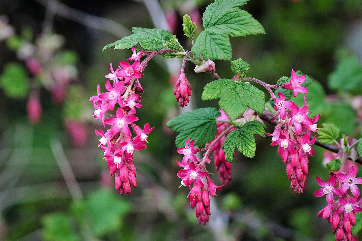 Red Flowering Currant Seeds – Ribes Sanguineum