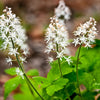 20 FILIGRAN FOAMFLOWER White & Pink Tiarella Polyphylla Laceflower Shade Flower Seeds