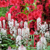 20 FILIGRAN FOAMFLOWER White & Pink Tiarella Polyphylla Laceflower Shade Flower Seeds