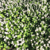 20 FILIGRAN FOAMFLOWER White & Pink Tiarella Polyphylla Laceflower Shade Flower Seeds
