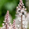 20 FILIGRAN FOAMFLOWER White & Pink Tiarella Polyphylla Laceflower Shade Flower Seeds