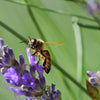 300 ITALIAN LAVENDER Lavandula Angustifolia Lavender Blue Purple Fragrant Flower Herb Seeds