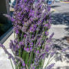 200 MUNSTEAD LAVENDER Blue English Lavandula Angustifolia Munstead Fragrant Purple Flower Herb Seeds