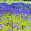200 MUNSTEAD LAVENDER Blue English Lavandula Angustifolia Munstead Fragrant Purple Flower Herb Seeds