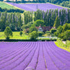 20 DWARF MUNSTEAD LAVENDER Blue English Lavandula Angustifolia Munstead Purple Fragrant Flower Herb Seeds
