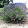 150 Portuguese SPIKE LAVENDER Lavandula Latifolia syn. Spica Broadleaved Fragrant Blue Purple Flower Herb Seeds