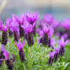 100 FRENCH LAVENDER aka Butterfly Lavender, Spanish, Topped Lavandula Stoechas Fragrant Blue Purple Flower Herb Seeds