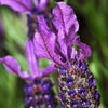 100 FRENCH LAVENDER aka Butterfly Lavender, Spanish, Topped Lavandula Stoechas Fragrant Blue Purple Flower Herb Seeds