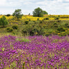 100 FRENCH LAVENDER aka Butterfly Lavender, Spanish, Topped Lavandula Stoechas Fragrant Blue Purple Flower Herb Seeds