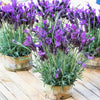 100 FRENCH LAVENDER aka Butterfly Lavender, Spanish, Topped Lavandula Stoechas Fragrant Blue Purple Flower Herb Seeds