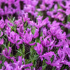 100 FRENCH LAVENDER aka Butterfly Lavender, Spanish, Topped Lavandula Stoechas Fragrant Blue Purple Flower Herb Seeds