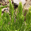20 YELLOW LAVENDER Lavandula Viridis aka Canary Island, Green, White, Spanish, Portuguese, Madeira, Lemon Fragrant Flower Herb Seeds