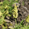 20 YELLOW LAVENDER Lavandula Viridis aka Canary Island, Green, White, Spanish, Portuguese, Madeira, Lemon Fragrant Flower Herb Seeds
