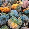 20 BLACK FUTSU SQUASH Multicolored Wrinkly Skin Gold Flesh Japanese Heirloom Pumpkin Ornamental Edible Cucurbita Moschata Vegetable Seeds