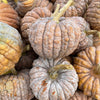 20 BLACK FUTSU SQUASH Multicolored Wrinkly Skin Gold Flesh Japanese Heirloom Pumpkin Ornamental Edible Cucurbita Moschata Vegetable Seeds