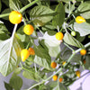 25 YELLOW BIQUINHO PEPPER Brazilian Chupetinho Capsicum Chinense Small Citrusy Sweet Semi Hot Chile Sweety Drop Vegetable Seeds