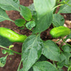 25 GIANT ACONCAGUA PEPPER Up to 12" Long Caspsicum Annuum Green Yellow Orange Red Vegetable Seeds