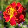 400 RED CHERRY MARIGOLD French Red & Yellow 2 Tone Tagetes Patula Flower Seeds
