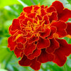 400 RED CHERRY MARIGOLD French Red & Yellow 2 Tone Tagetes Patula Flower Seeds